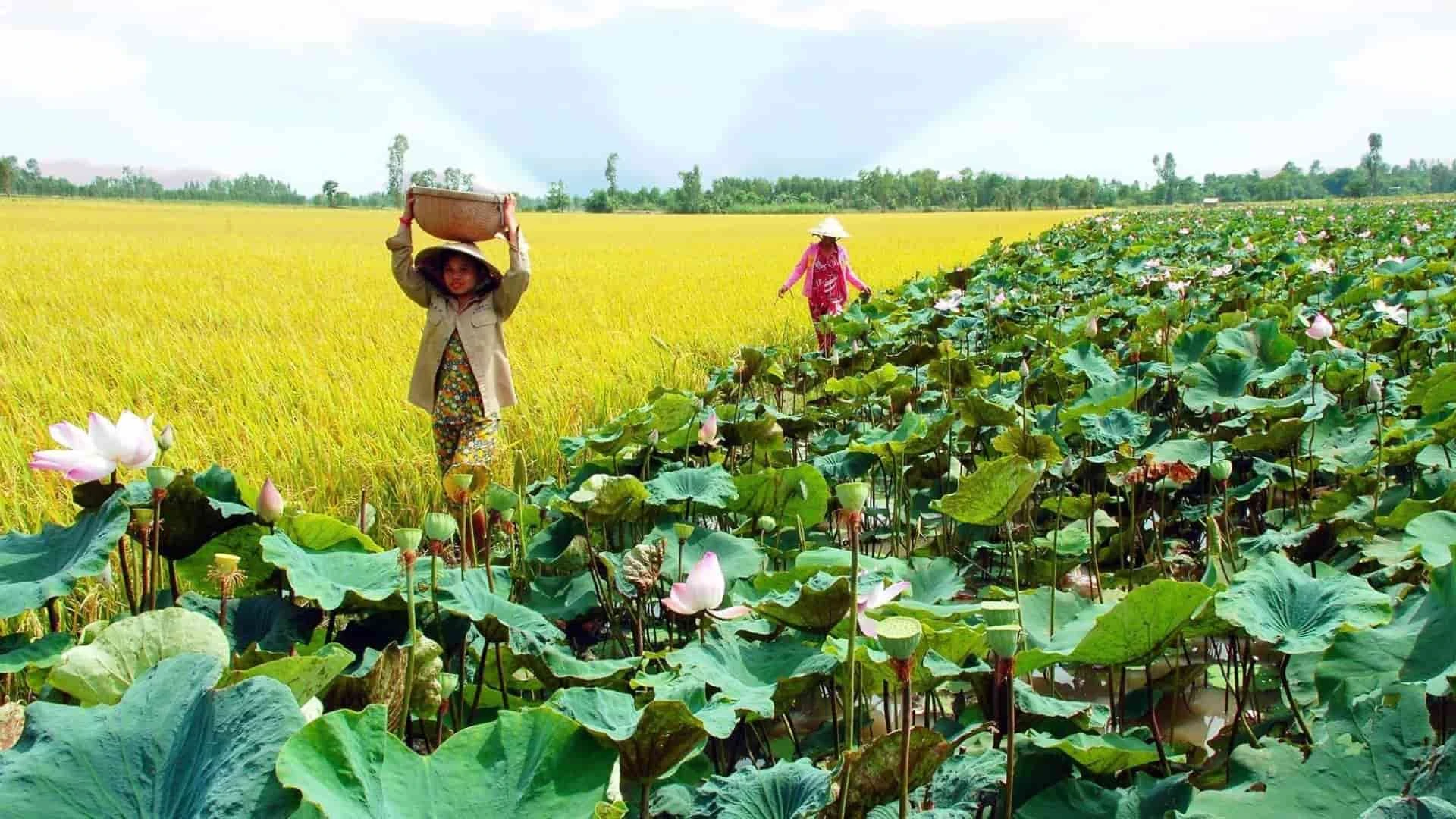 Du lịch Ẩm thực Đặc sản miền Tây Đồng Tháp liên hệ 0915326788 https://mientaynet.com/netnguoimientay/