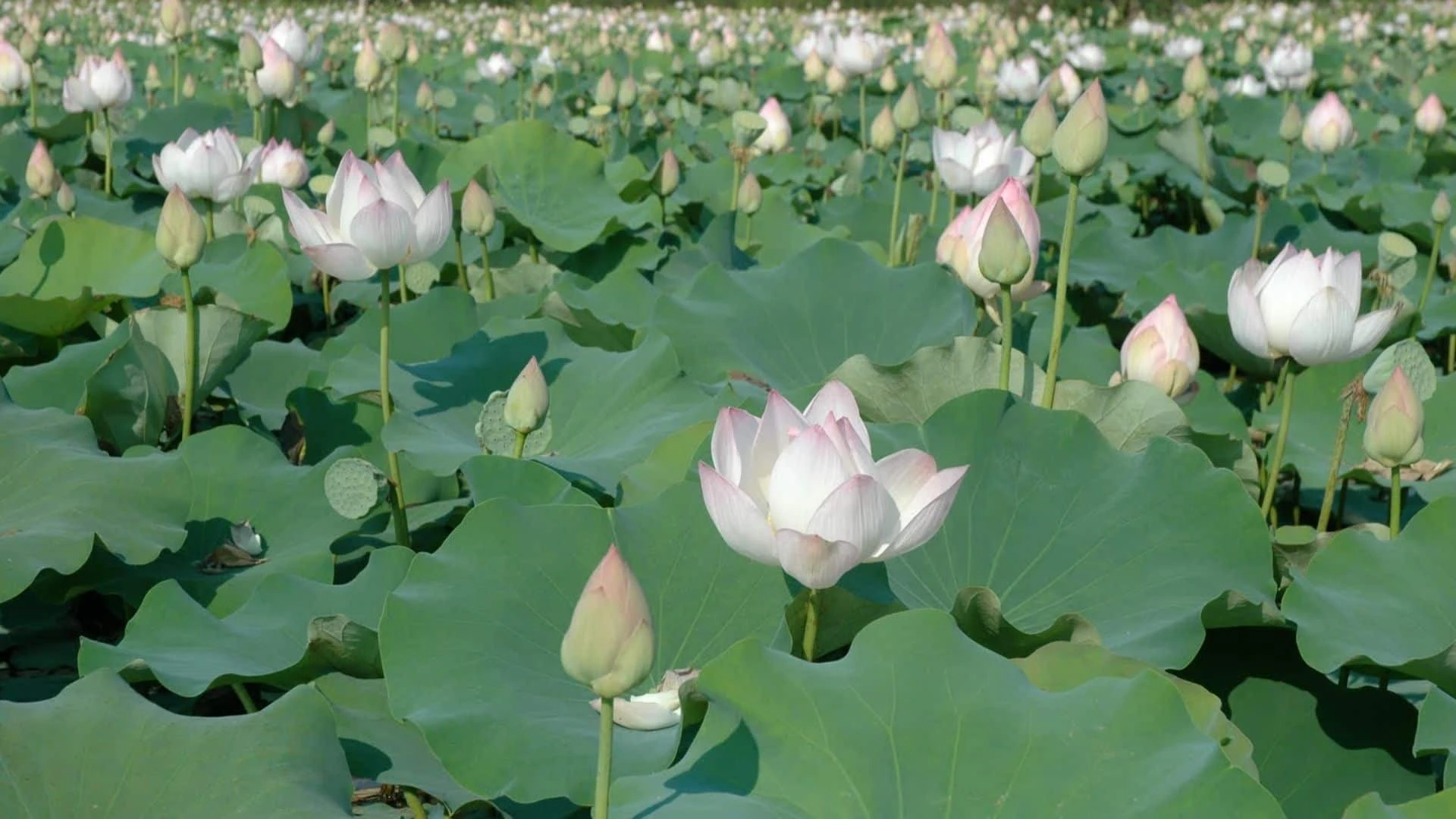 Du lịch Ẩm thực Đặc sản miền Tây Đồng Tháp liên hệ 0915326788 https://mientaynet.com/netnguoimientay/